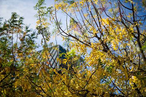 geyserville yellow leafed tree at daytime united states